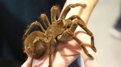 Она што пајакот е најголем во светот?